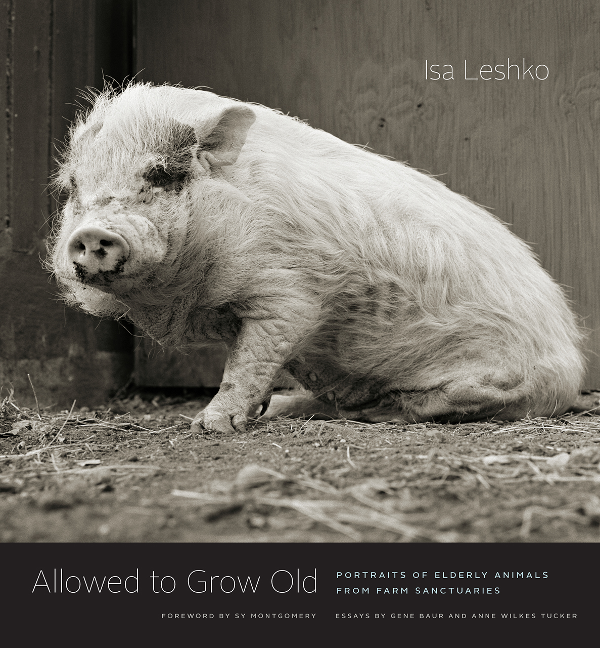 Allowed To Grow Old: Portraits of Elderly Animals from Farm Sanctuaries