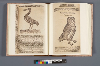 open facsimile book with engravings of birds
