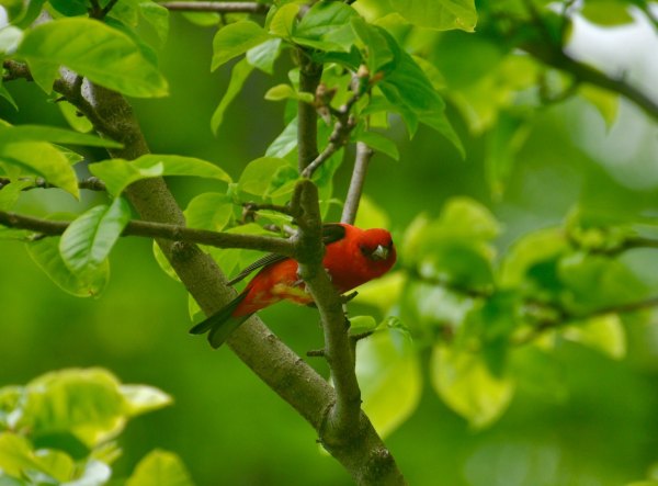 Birding