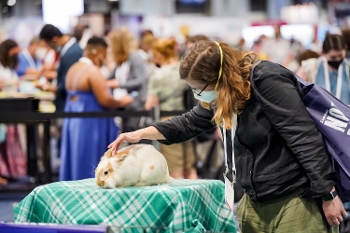 masked woman on petting brown and white rabbit with conference show floor in background