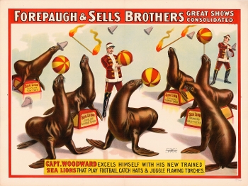 illustrated circus poster of sea lions on stands juggling torches