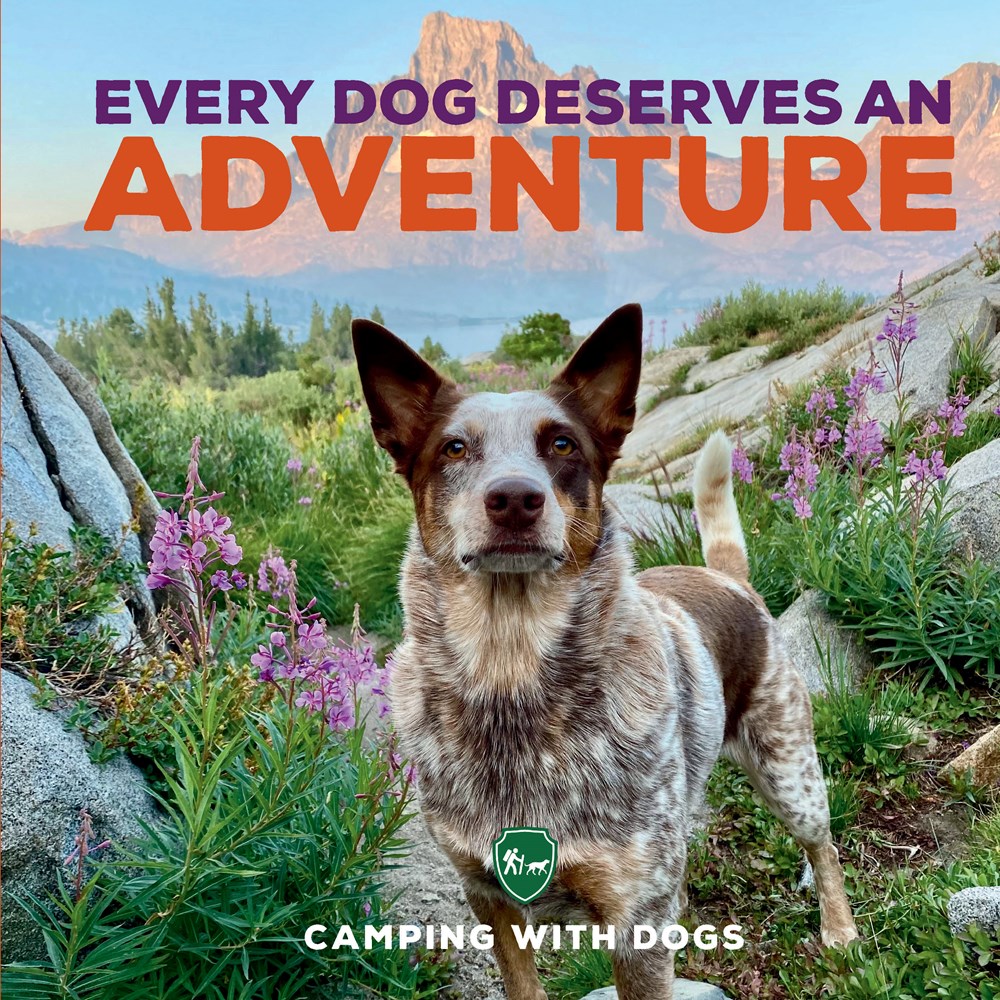 Every Dog Deserves an Adventure: Amazing Stories of Camping with Dogs