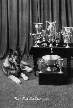 b&w photo of sled dog lying on floor next to table covered with trophies