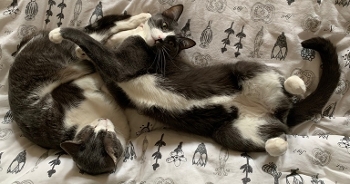 Two cats on a bed