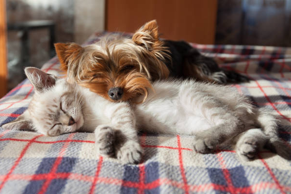 A dog and a cat napping next to each other