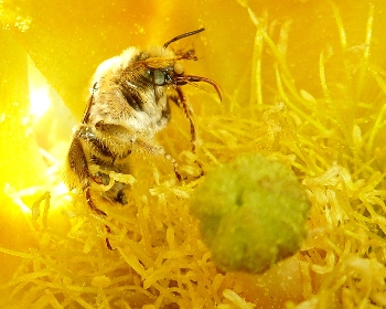 enlarged photo of bee inside flower with pollen