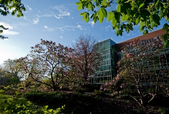 Michigan State University's main library in the spring